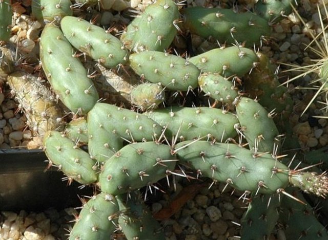 Opuntia_panellana_1